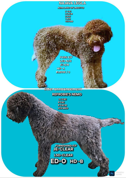 LAGOTTO ROMAGNIOLO štenci - 3/3