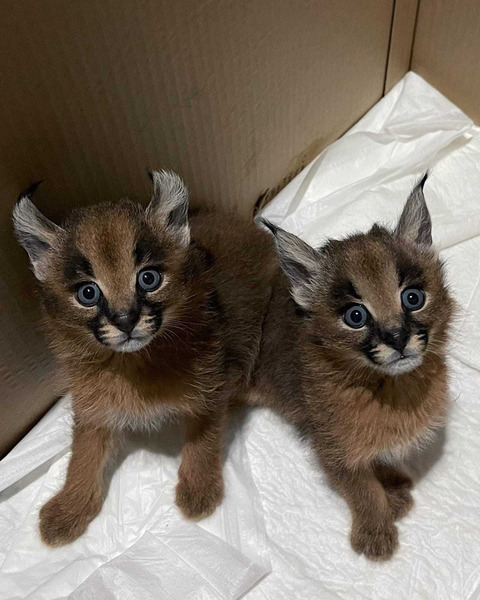 Mačići karakala dostupni na prodaju - 1/4