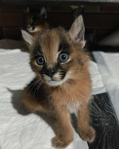 Mačići karakala dostupni na prodaju - 3/4