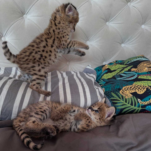 Iznimni serval: elegancija savane u vašem domu - 1/9