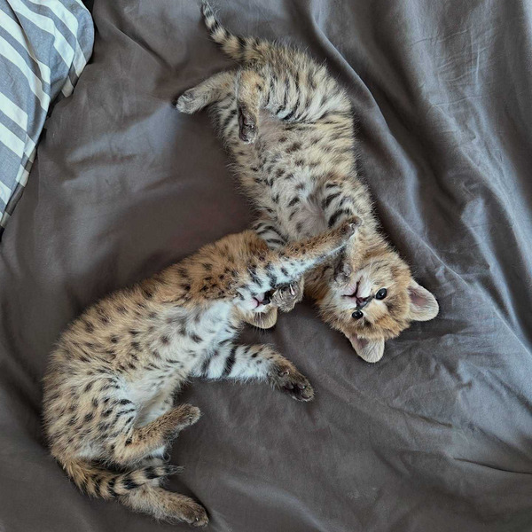 Iznimni serval: elegancija savane u vašem domu - 3/9