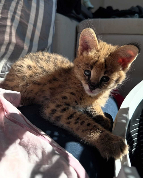 Iznimni serval: elegancija savane u vašem domu - 4/9