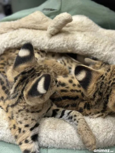 Iznimni serval: elegancija savane u vašem domu - 9/9