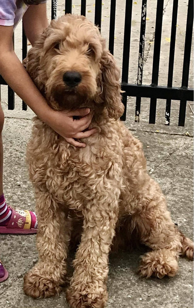 Labradoodle - 4/5