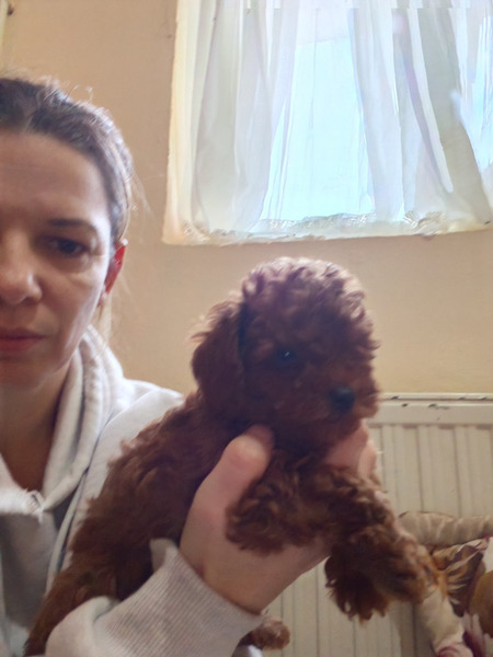 Crvene toy pudle - 3/4