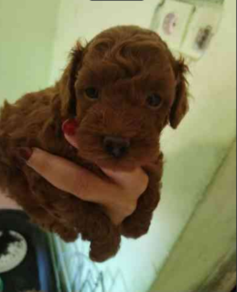 Crvene toy pudle - 4/4