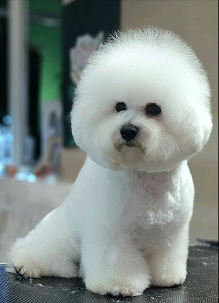 Kovrdzavi bison stenci