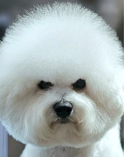 Kovrdzavi bison stenci - 2/5