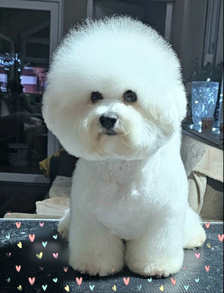 Kovrdzavi bison stenci - 3/5