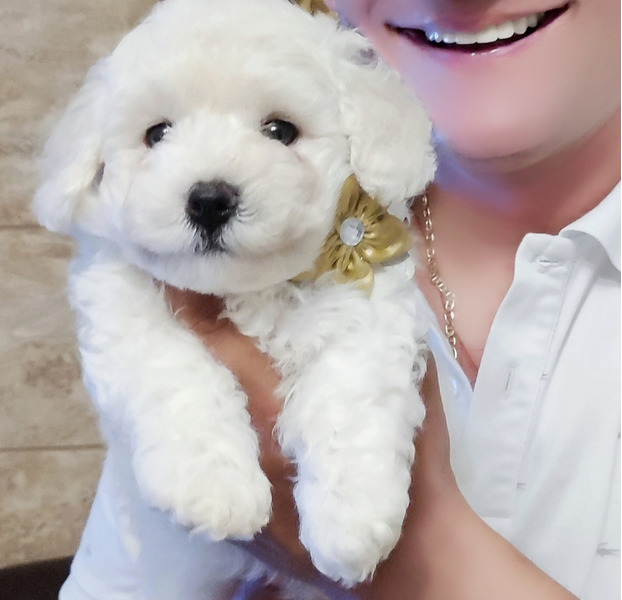 Kovrdzavi bison stenci - 4/5