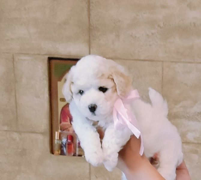 Kovrdzavi bison stenci - 5/5