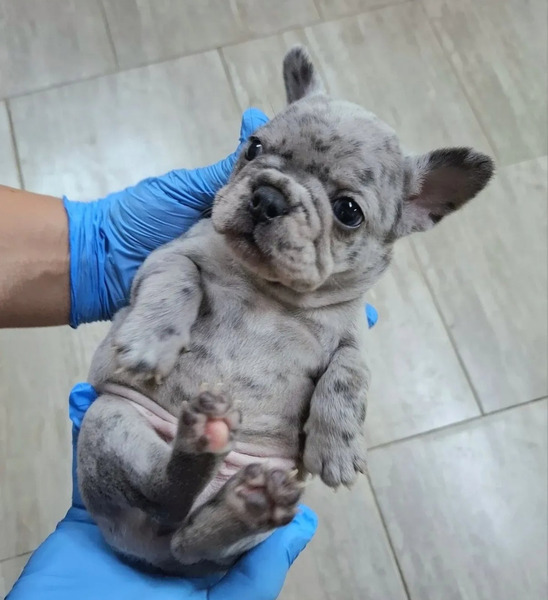 Sivi plavi francuski buldog - 2/5