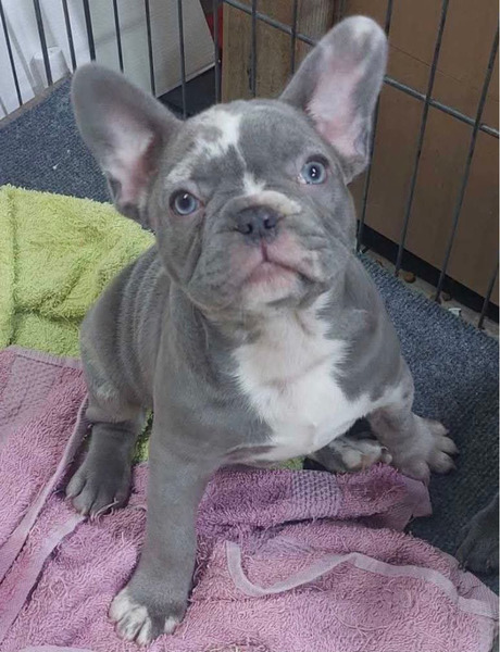 Sivi plavi francuski buldog - 3/5