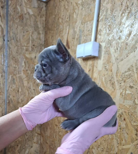 Sivi plavi francuski buldog - 5/5