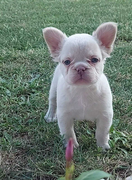 Francuski buldog štenci dugodlaki - 2/3