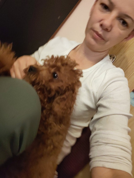 Crvene toy pudle - 1/5