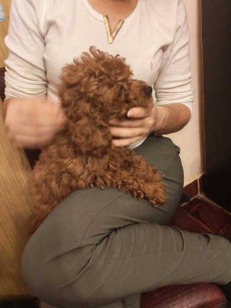 Crvene toy pudle - 2/5