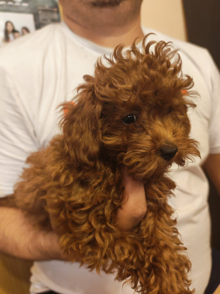 Crvene toy pudle - 3/5