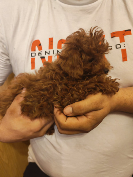 Crvene toy pudle - 4/5