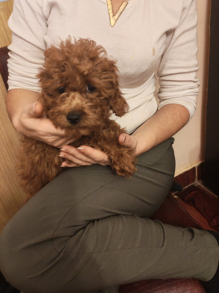 Crvene toy pudle - 5/5