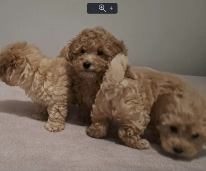 Maltipo toy stenci - 5/5